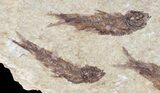 Fossil Fish (Knightia) Multiple Plate - Wyoming #53920-2